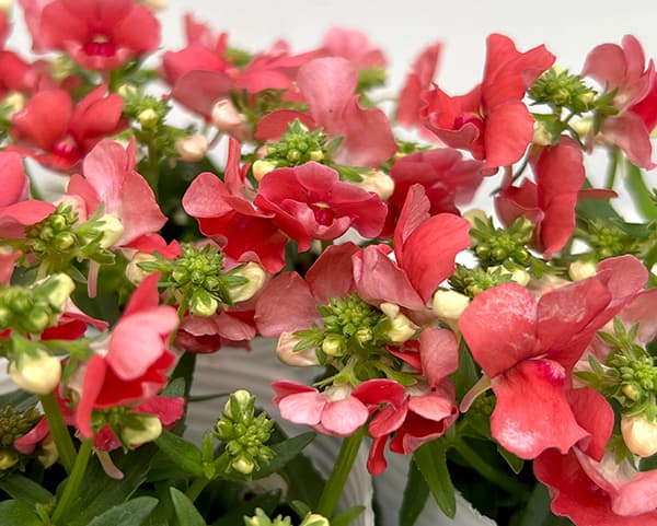 ネメシア(わい性):サーモン2.5号ポット