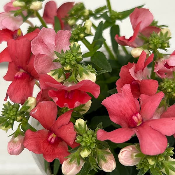 ネメシア(わい性):サーモン2.5号ポット