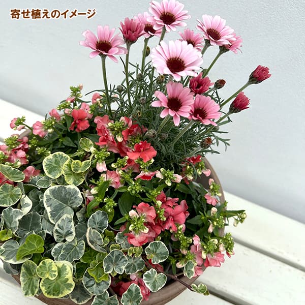 ネメシア(わい性):サーモン2.5号ポット