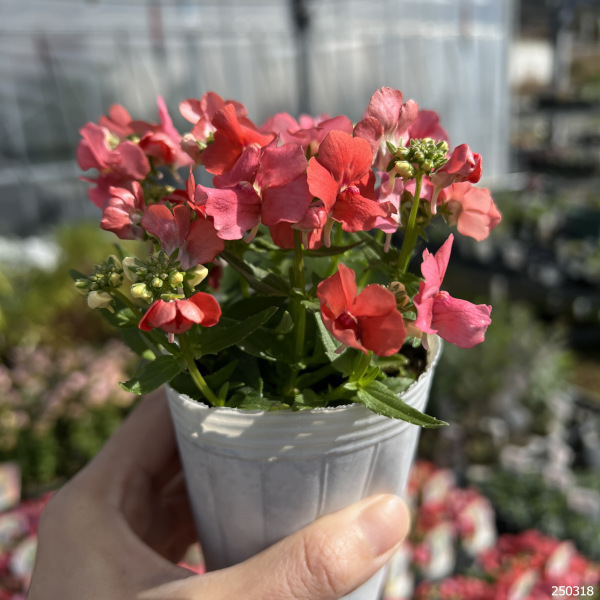 ネメシア(わい性):サーモン2.5号ポット