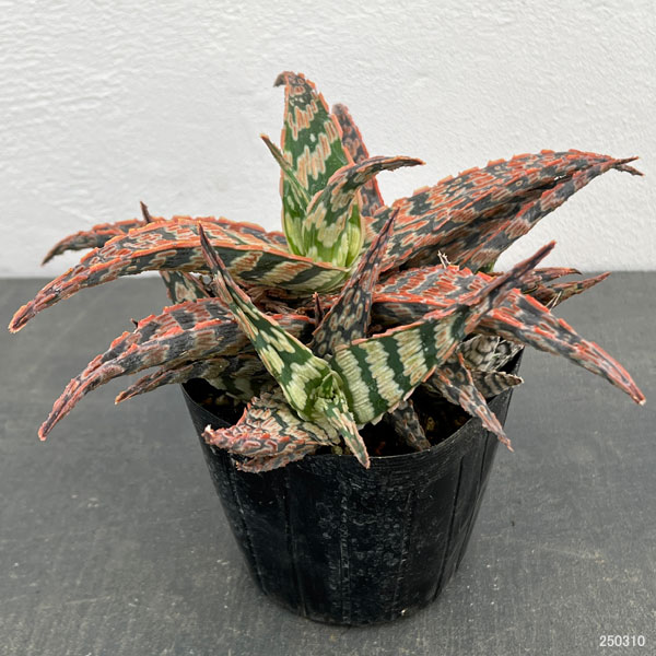 アロエ：サイドワインダー　3.5号ポット