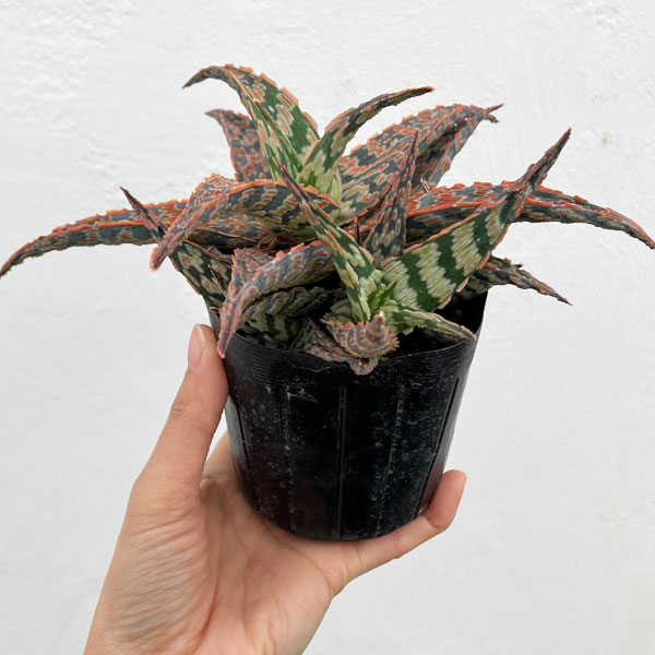 アロエ：サイドワインダー　3.5号ポット