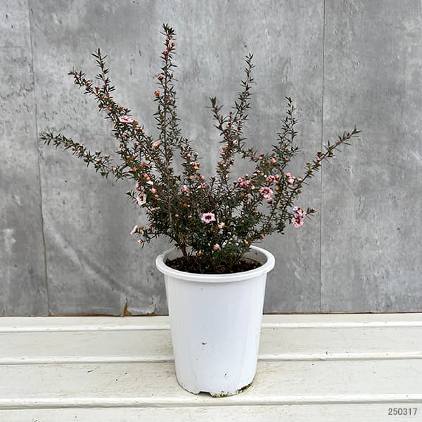 花麒麟　濃いピンク　鉢植え　【親株】 6059_1.jpg