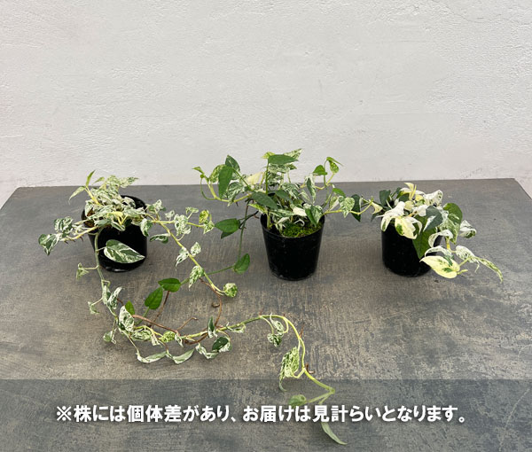 エピプレムヌム:ピナツムコンパクタ マーブル 3号ポット