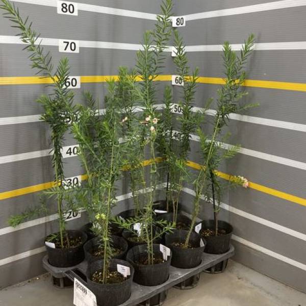 グレビレア：ジュビリー4号ポット