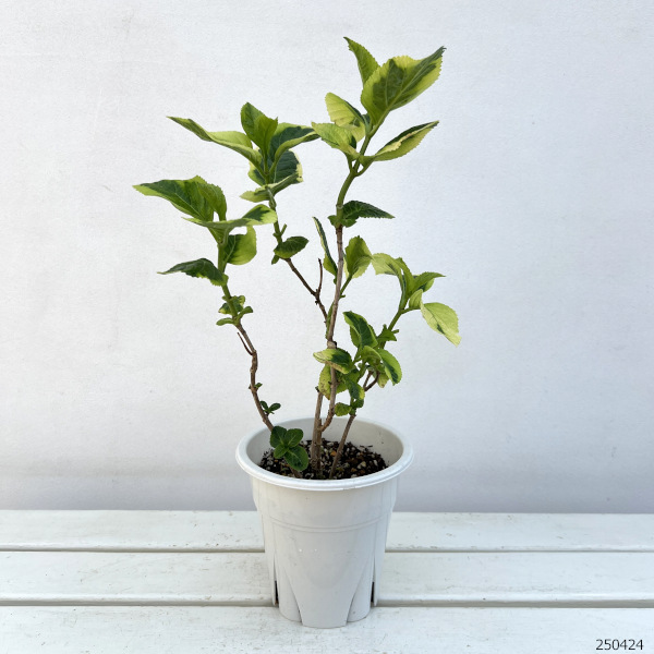 アジサイ：マジカルショータイム5号鉢植え
