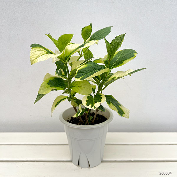 園芸ネット本店｜アジサイ：マジカルショータイム5号鉢植え の通販【公式】