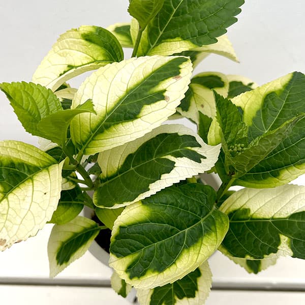 園芸ネット本店｜アジサイ：マジカルショータイム5号鉢植え の通販【公式】