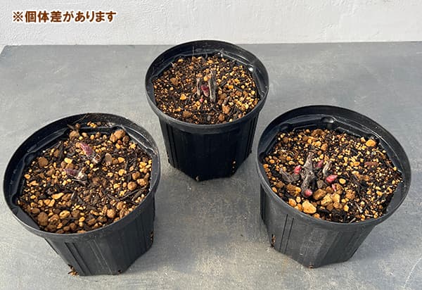 園芸ネット本店｜シャクヤク（芍薬）：ボーグ6号ポット の通販【公式】