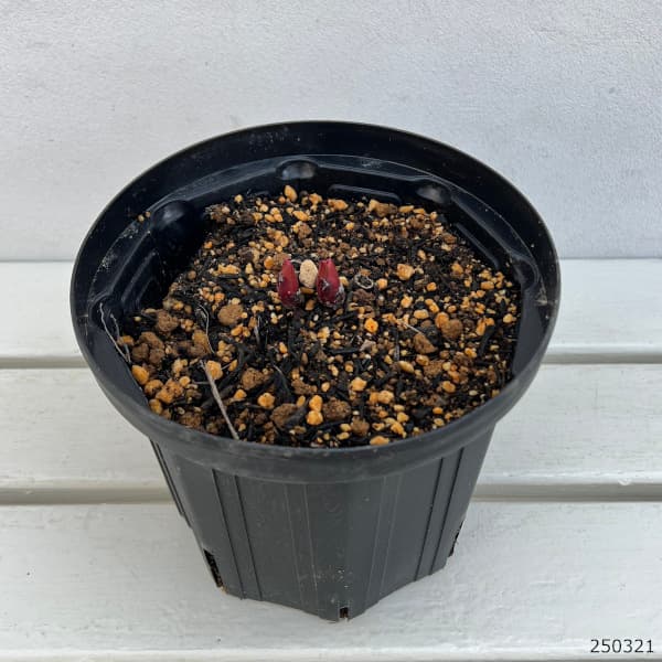 園芸ネット本店｜シャクヤク（芍薬）：スゥイート16 6号ポット の通販