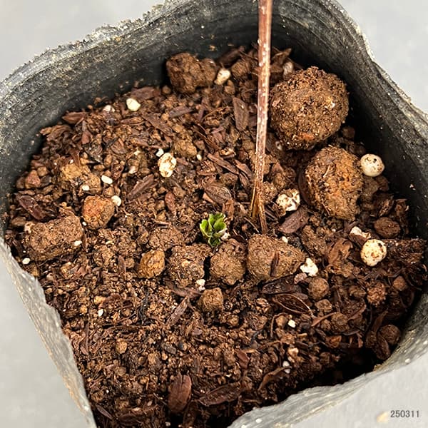 園芸ネット本店｜クレマチス：フルディーン2.5号ポット(ジャックマニー