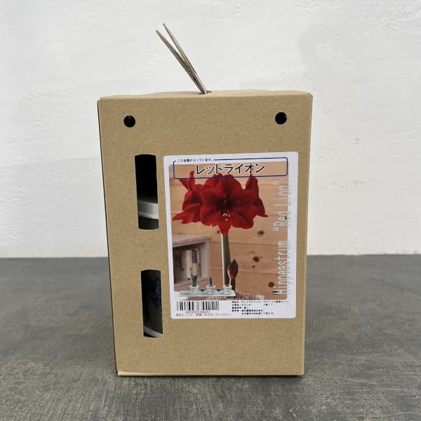 ポットアマリリス　レッドライオン（赤）鉢植え