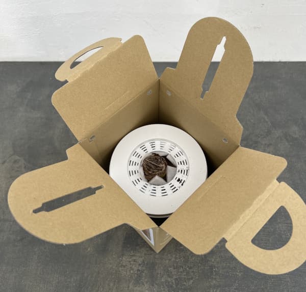 ポットアマリリス　レッドライオン（赤）鉢植え