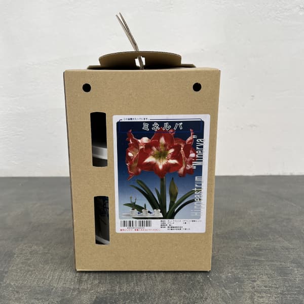 ポットアマリリス　ミネルバ（赤に白筋）鉢植え