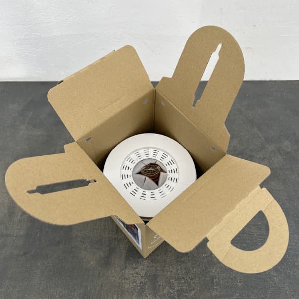 ポットアマリリス　ミネルバ（赤に白筋）鉢植え