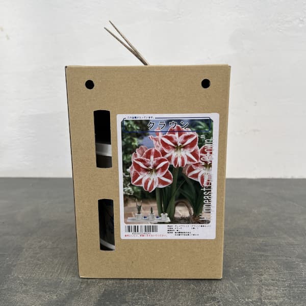 ポットアマリリス　クラウン（赤白ストライプ）鉢植え