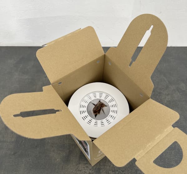 ポットアマリリス　クラウン（赤白ストライプ）鉢植え