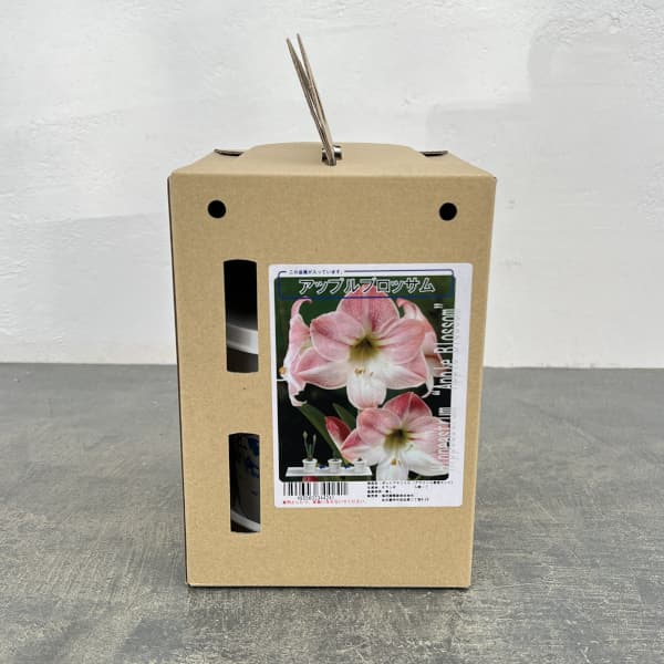 ポットアマリリス　アップルブロッサム（薄ピンク）鉢植え