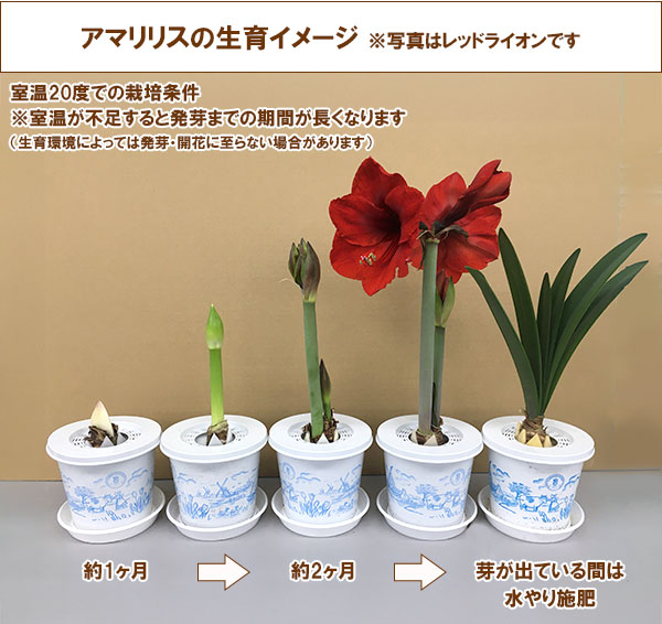 [25年12月上中旬予約]ポットアマリリス  モンブラン（白）鉢植え