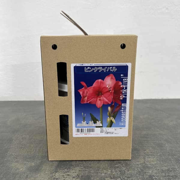 ポットアマリリス ピンクライバル(濃ピンク)鉢植え