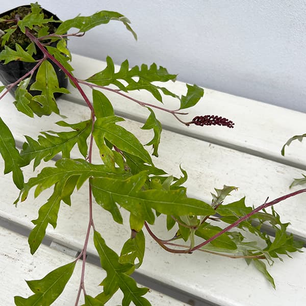 グレビレア：プーリンダロイヤルマントル3.5号ポット