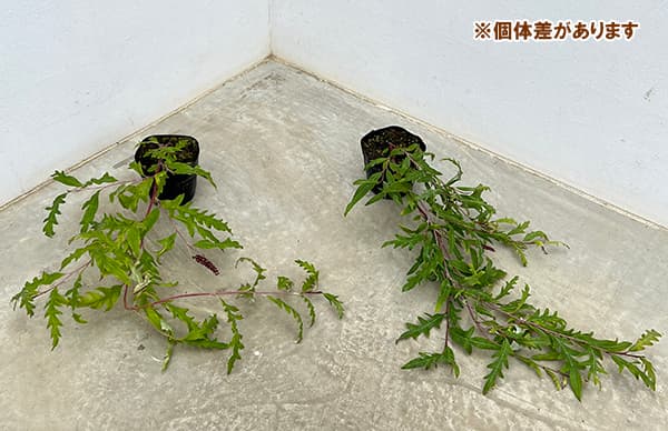 グレビレア：プーリンダロイヤルマントル3.5号ポット