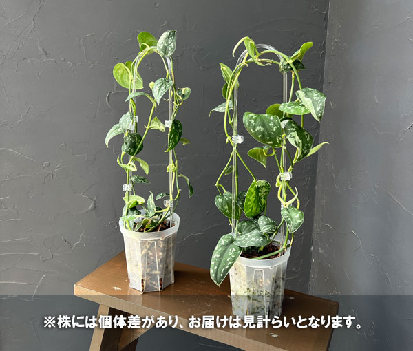 園芸ネット本店｜（わけあり特価）スキンダプサス：マヤリ 4号鉢植え