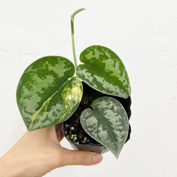 ザ・ファームセレクト]スキンダプサス：バクダパティ 3号ポット