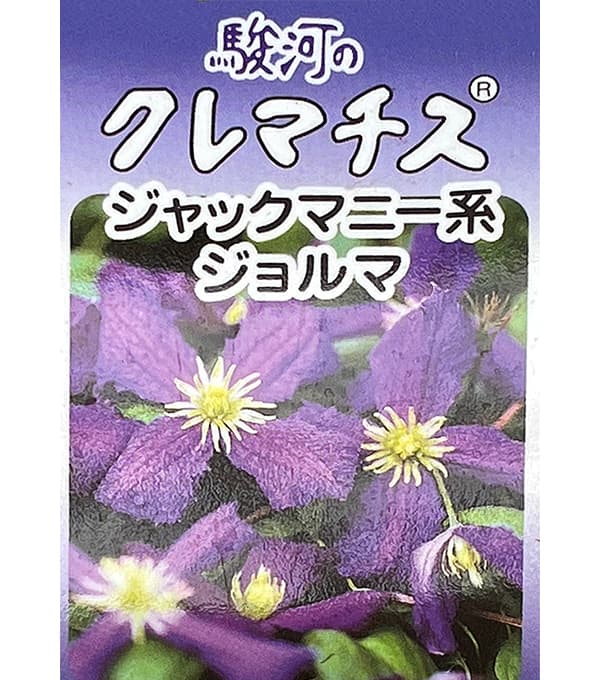 園芸ネット本店｜クレマチス：ジョルマ2.5号ポット(ジャックマニー系