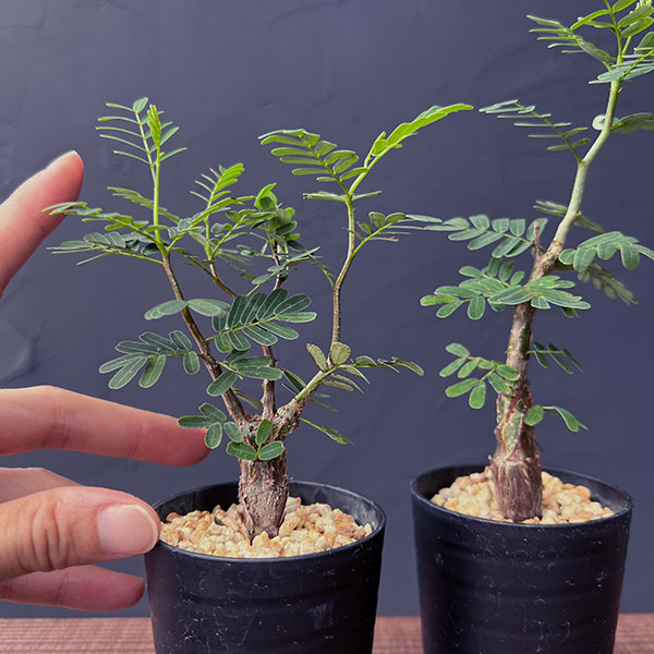 センナ:メリディオナリス(実生株) 2号鉢植え*