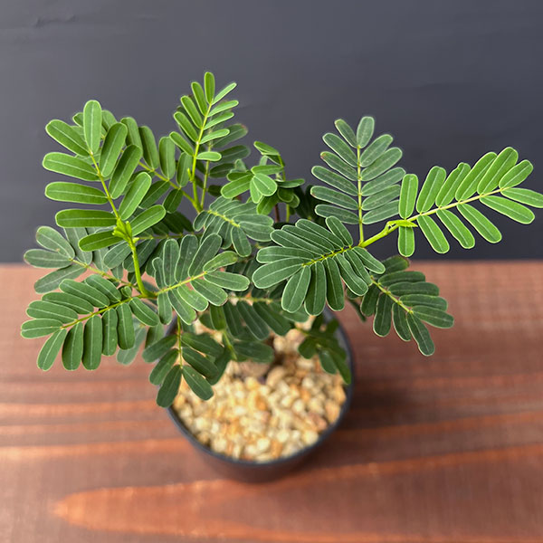 センナ:メリディオナリス(実生株) 2号鉢植え*