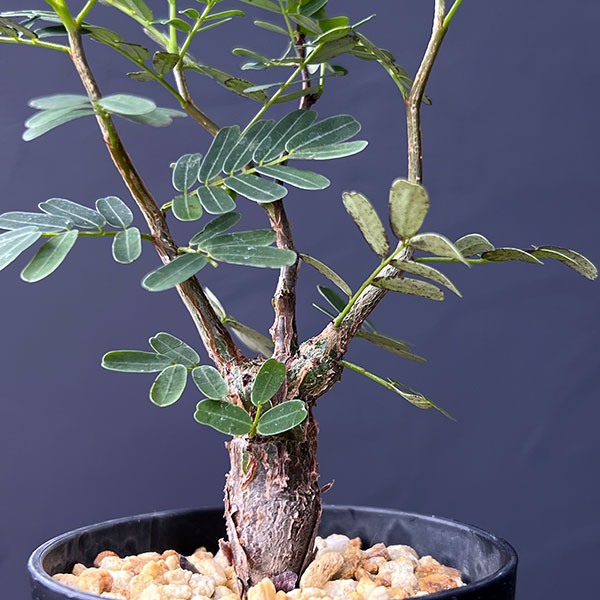 センナ:メリディオナリス(実生株) 2号鉢植え*