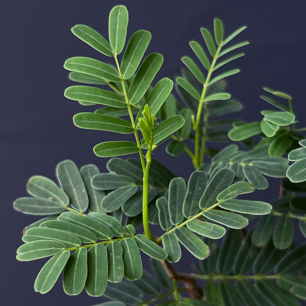 センナ:メリディオナリス(実生株) 2号鉢植え*