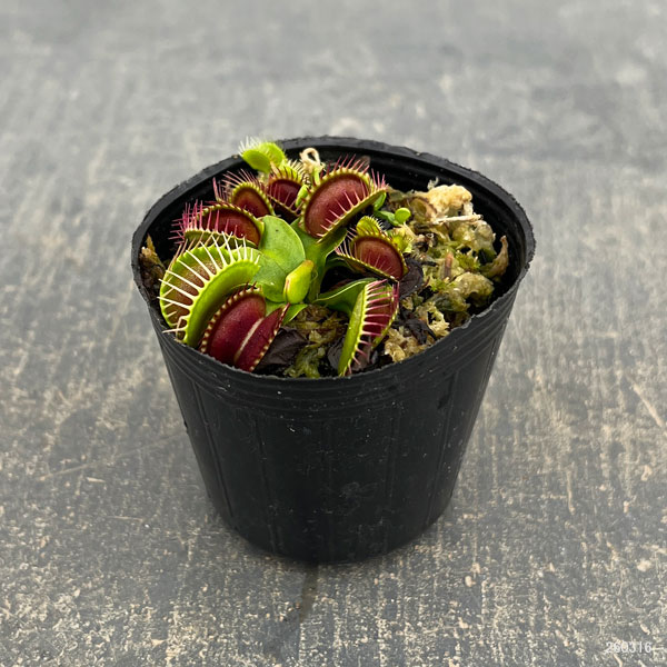 ハエトリソウ：オランダ　ハイブリッド 2号ポット