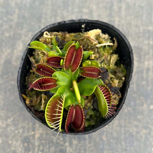 ハエトリソウ：オランダ　ハイブリッド 2号ポット