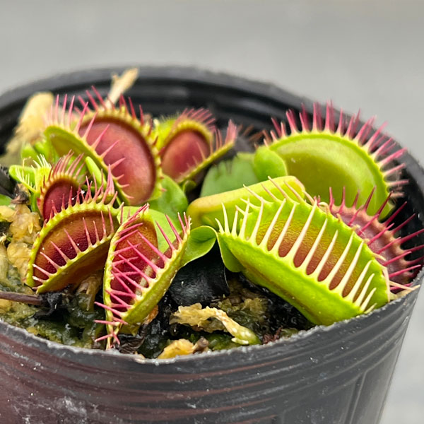 ハエトリソウ：オランダ　ハイブリッド 2号ポット