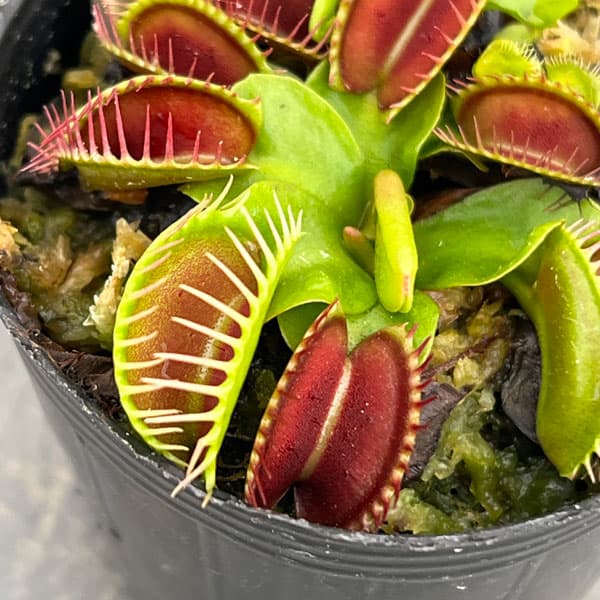 ハエトリソウ：オランダ　ハイブリッド 2号ポット