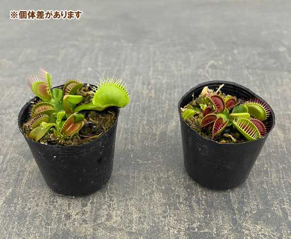 ハエトリソウ：オランダ　ハイブリッド 2号ポット