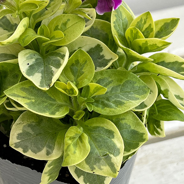 ペチュニア：白妙（しろたえ）3-3.5号ポット