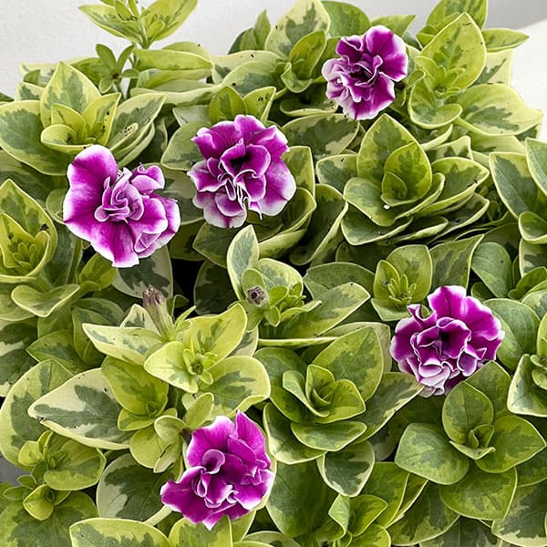 ペチュニア：白妙（しろたえ）3-3.5号ポット