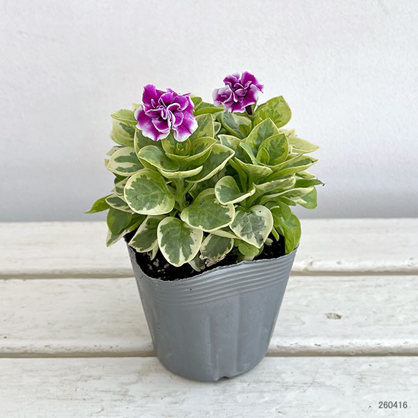 ペチュニア：白妙（しろたえ）3-3.5号ポット