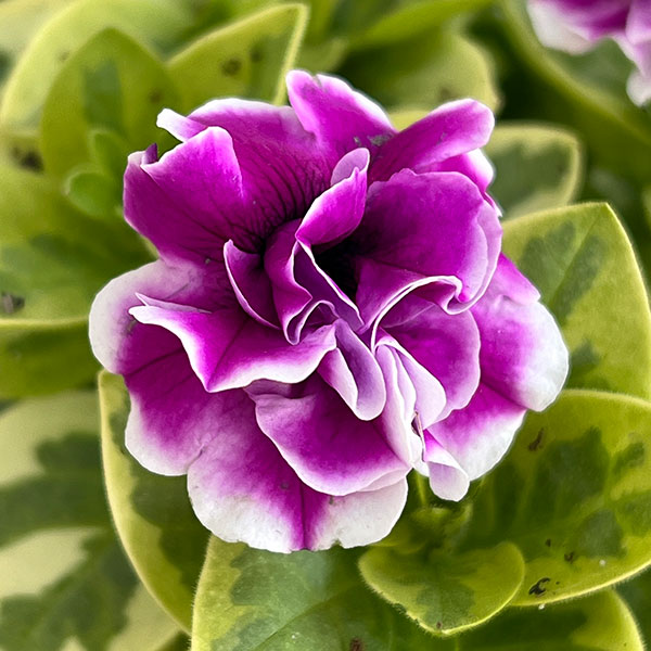 ペチュニア：白妙（しろたえ）3-3.5号ポット