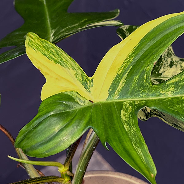観葉植物【フィロデンドロン  ジョーピー バリエガタ】 モンステラ 斑入り植物 フィロデンドロン グロリオーサム 斑入り🦚 このトリカラー