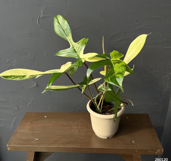 フィロデンドロン：フロリダビューティーバリエガータ（斑入）　4号26-05