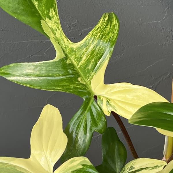 フィロデンドロン：フロリダビューティーバリエガータ（斑入）　4号26-05