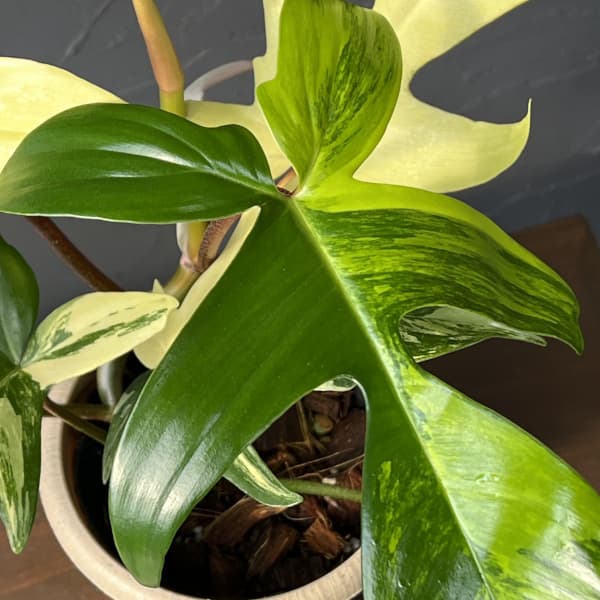 フィロデンドロン：フロリダビューティーバリエガータ（斑入）　4号26-05