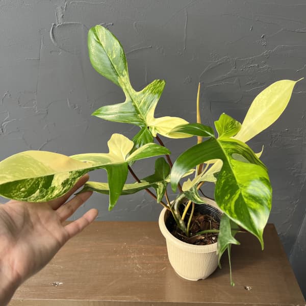 フィロデンドロン：フロリダビューティーバリエガータ（斑入）　4号26-05