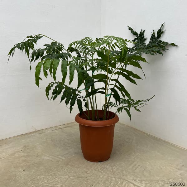 シダ:リュウビンタイ 7号鉢植え
