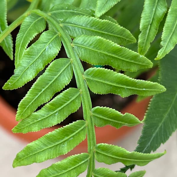 シダ:リュウビンタイ 7号鉢植え