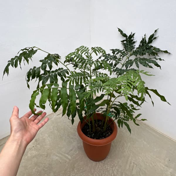 シダ:リュウビンタイ 7号鉢植え